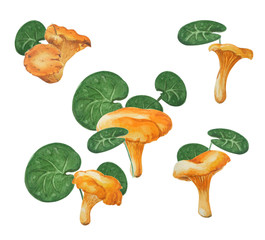 Watercolor edible mushrooms and different leaves isolated on white background.