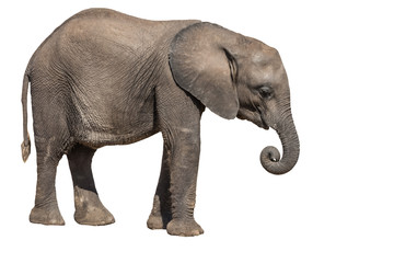 African Elephant calf  on a white background © nudda
