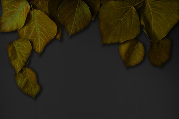 Black background with yellow leaves.  Background material, message board etc.  黄色の葉と黒色の背景素材。背景素材、メッセージボードなど