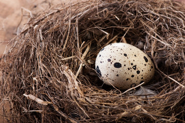 Naklejka na ściany i meble Bird's egg in a natural nest, nature fauna.