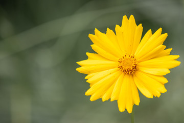 Bezaubernde Frühlingsblumen heißen Frühling und Sommer mit betörendem Duft und Farbenpracht willkommen und sind das ideale Muttertagsgeschenk