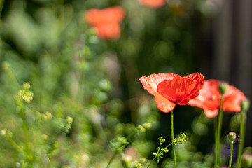 Fototapeta premium Mohnblume
