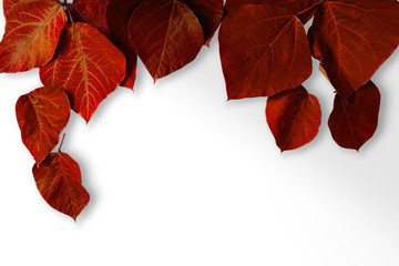 White background with  red leaves.  Background material, message board etc.  赤い葉と白色の背景素材。背景素材、メッセージボードなど