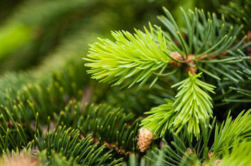 Christmas background, natural spruce branch, nature.