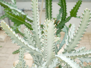 Fototapeta premium Various types of cactus in pots.