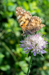 beautiful butterfly collects nectar on a flower