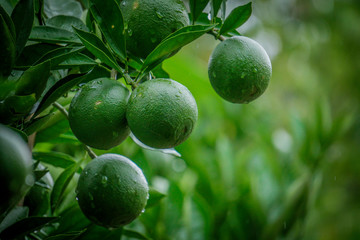 Green Malta, Bare-1 Sweet Malta Plants