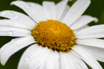 Obraz premium Weiße Margeritenblüte mit schönem gelben Pollenkissen lädt Insekten wie Bienen und Hummeln zum Nektarsammeln zur Honigerzeugung ein