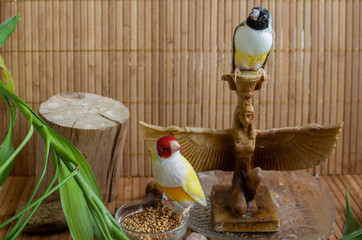A place for tropical birds at home with  two Gouldian Finches - yellow red-headed and green black-headed.