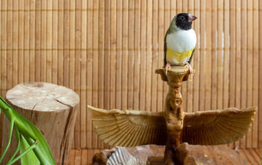 Portrait of а Gouldian Finch - green black-headed, landed on a small winged figure at home. On bamboo background.