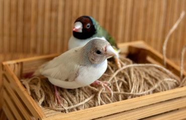 "Two different Gouldian Finch. Perched on a small crate with a string. On a bamboo background."