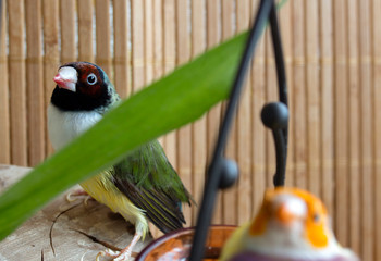 Green Gouldian Finch with a black head and white chest hidden behind bamboo leaves. In the foreground another - with an orange head.