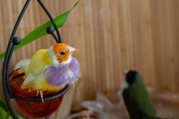 Yellow Gouldian Finch with an orange head and light-purple breasts perched on a swing. On the background of another - green with a blackhead.