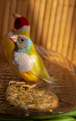 Two yellow Gouldian Finches with different colored heads in a bathtub with water. On bamboo background.