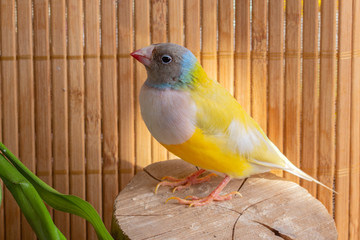 Portrait of yellow Gouldian Finch with pink chest and gray head, perched on a stump. On bamboo background.