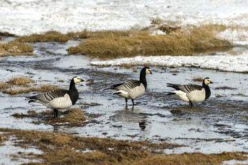 Bernache nonnette, Branta leucopsis, Barnacle Goose, Norvège, Spitzberg, Svalbard