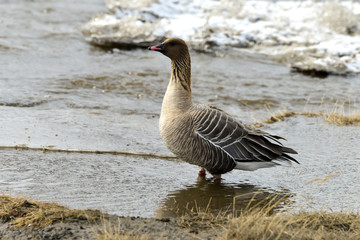 Oie à bec court, .Anser brachyrhynchus, Pink footed Goose, Spitzberg, Svalbard, Norvège