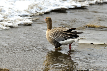 Oie à bec court, .Anser brachyrhynchus, Pink footed Goose, Spitzberg, Svalbard, Norvège