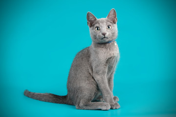 Russian blue cat on colored backgrounds - obrazy, fototapety, plakaty