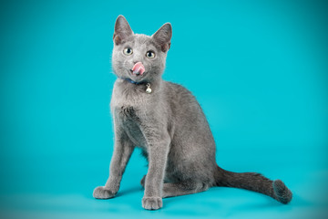 Russian blue cat on colored backgrounds