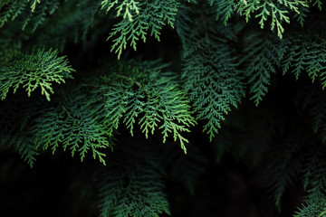 Fototapeta na wymiar Green branches of Thuja on a dark background