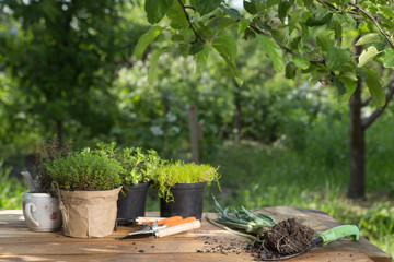 Seedlings, plants in pots and garden tools on the wooden table, green trees background - gardening concept