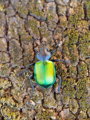 Green Beetle on Bark