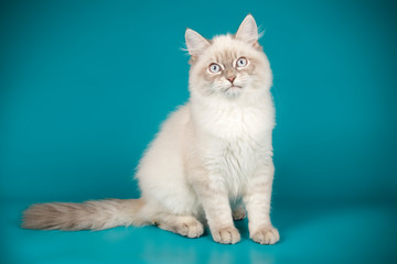 Neva masquerade cat on colored backgrounds