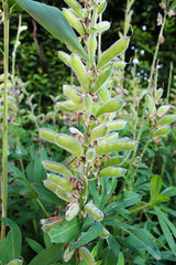 Grüne, unreife Schoten einer Lupine.