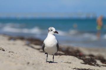 seagull at the beach