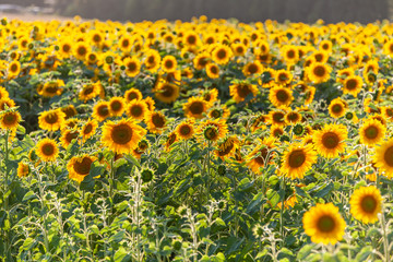 Obraz premium Viele Sonnenblumen großes Sonnenblumenfeld Sunflowes on Field