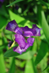 Purple iris flower blooming, blurry green leaves vertical background