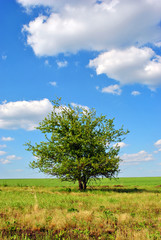 Fototapeta na wymiar One apple tree on grass meadow, blue cloudy sunny sky