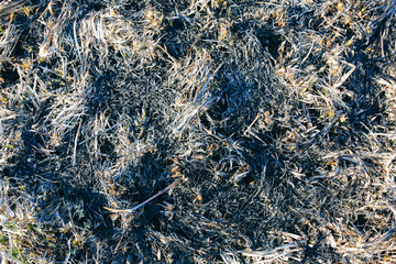 Environment pollution. Dry and burnt grass. Ecological disaster.