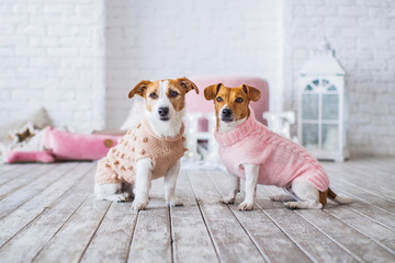 jack russell in pink home