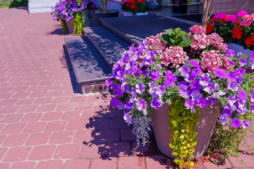 Beautiful bright petunia near stairs in the cafe, restaurant.Colorful flowers in basket.flowers of pink, purple petunia, terrace with flowers on sunny day, summer cafeCopy space