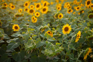 Obraz premium Sunflower field, nature, landscape
