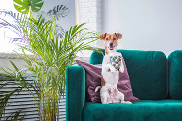 jack russell with a coffe