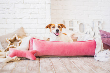 jack russells in pink home