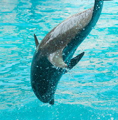 dolphin jumps out of the water