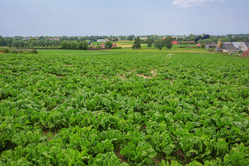 Fototapeta na wymiar Field of young sugar beets on a field in Flanders