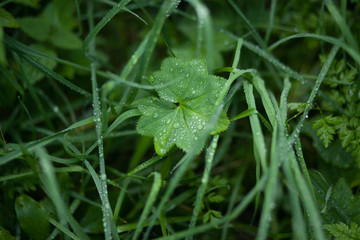 Fototapeta na wymiar Green grass with drops of morning dew