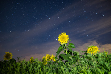 Sunflower field at night, astrophotography, stars on sky