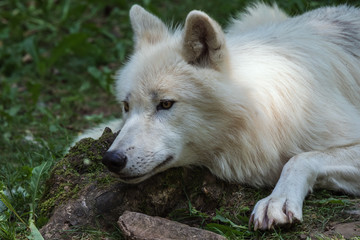 Obraz premium Arctic wolf looking attentively from a low position
