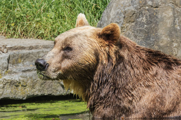 Obraz na płótnie Canvas Brown bear enjoying the sun while taking a bath