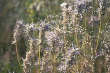 Meadow plants background. Green nature background. Selective focus.