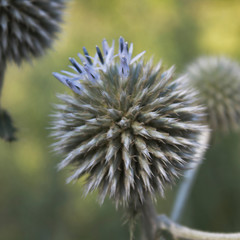 Globe Thistle flower. Honey plant. Nature background. Green background.