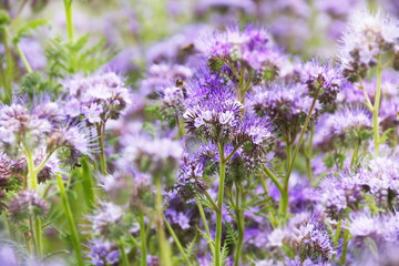 Tansy phacelia,green manure,honey culture