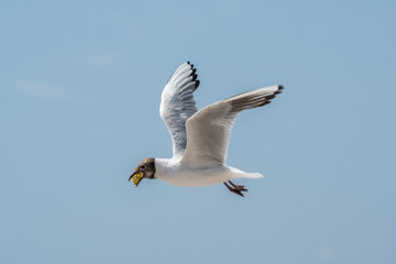 mouette avec nourriture en vol
