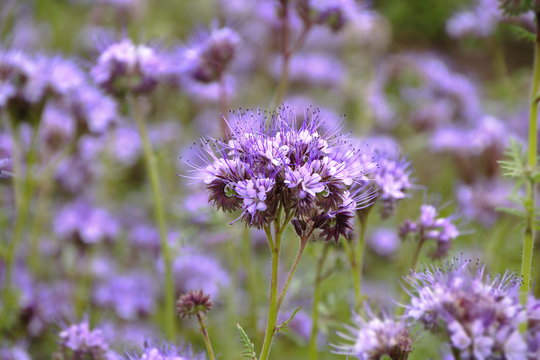 Tansy phacelia,green manure,honey culture beautiful flowers